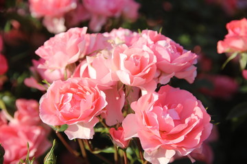 Keisei Rose Garden, Chiba, Japan