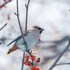 The Bohemian waxwing (Bombycilla garrulus) is a bird of the Bombycillidae family. Bohemian waxwing is fed with red berries in winter