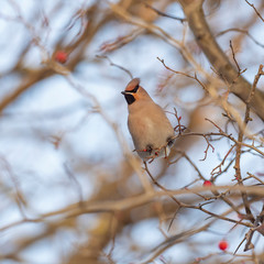 The Bohemian waxwing (Bombycilla garrulus) is a bird of the Bombycillidae family. Bohemian waxwing is fed with red berries in winter