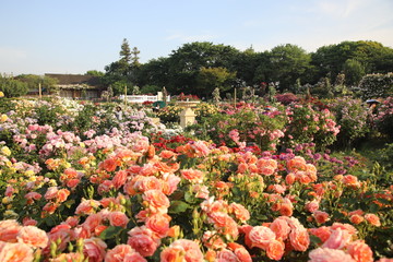 Keisei Rose Garden, Chiba, Japan