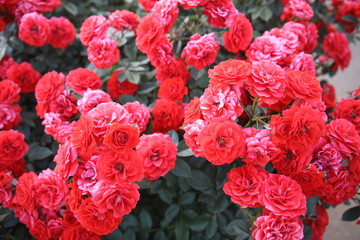 Keisei Rose Garden, Chiba, Japan