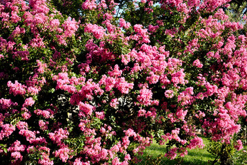 Fototapeta premium flowers in the garden