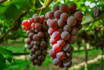  ripe grapes on the vine
