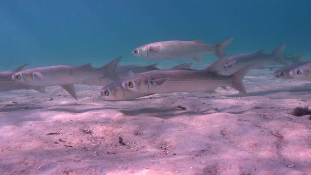 Schools of Grey Mullets (Mugilidae) gather in the shallows of King's Bay to warm themselves in the springs here and to avoid predators. A Snook (Centropomus undecimalis) appears near end of clip.