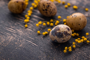 Obraz premium Quail eggs and mimosa flowers