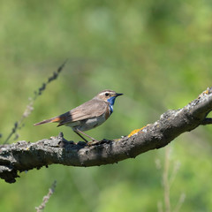 The bluethroat (Luscinia svecica) is a small passerine bird family  Muscicapidae.