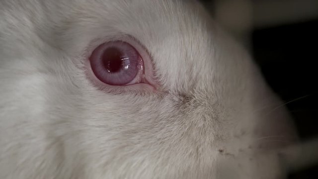 White cuddly rabbit with red eye, close up