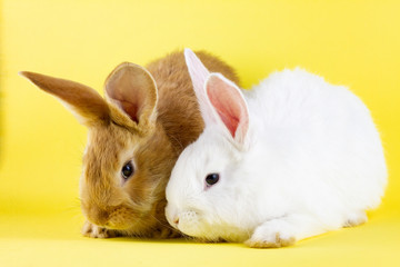 two small fluffy rabbits on a pastel yellow background. Concept for the Easter holiday.
