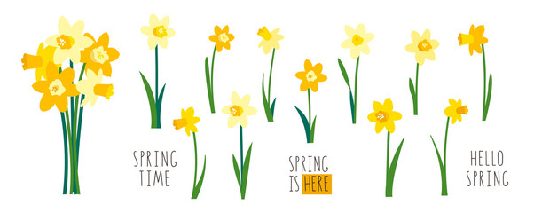 Vector set of yellow daffodils isolated on white background. Early spring garden flowers. Bouquet of narcissuses. Clip art for bright festive greeting card, poster, banner. Handwritten lettering - obrazy, fototapety, plakaty