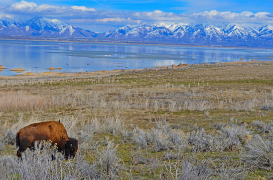 Salt Lake Bision 