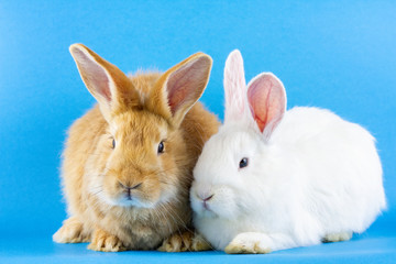 two small fluffy rabbits on a pastel blue background.