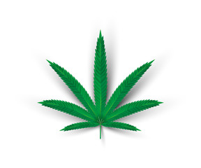 Realistic green cannabis leaf isolated on white background.