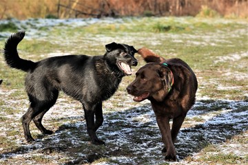 two dogs playing in park