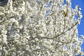 cherry blossom in spring