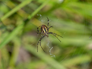 Female Wasp Spider on a Web