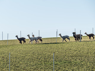 Alpaca Herde mit Jungtieren auf der Weide