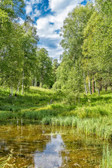 Summer landscape with a sunny birch grove and little lake