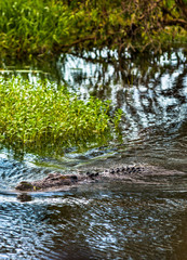Saltwater crocodile wading through Yellow Water Wetlands