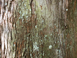 bark of a tree