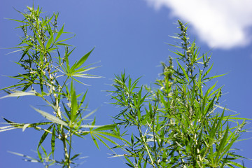 Obraz na płótnie Canvas cannabis bushes against a blue sky with a place for the inscription, an alternative to modern medicine. Illegal cultivation of marijuana.