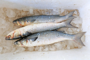 Fresh fish in the pool