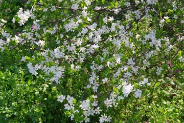 Branches of a blossoming tree with white flowers
