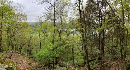 Green Trees in the Forest on a Cloudy Day; The Environment, Going Green Concepts