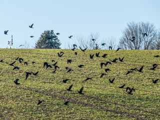 Kr&auml;hen suchen nach Nahrung auf dem Feld im Winter