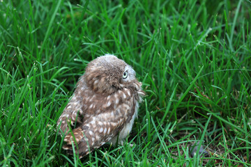 Owl Juvenile in the wild, close-up photos