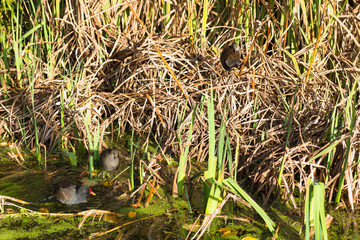Moorhens nest at Hobson's Conduit