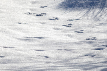 footprints in snow