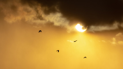 birds flying in the sky