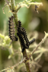 Caterpillars of small tortoiseshell butterfly on nettles
