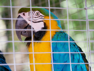 Blue-and-yellow-macaw in captivity looking through cell