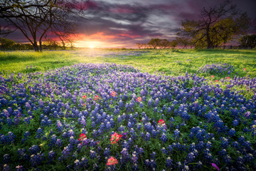 Colorful Sunrise and Bluebonnets in the Texas Hill Country