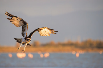 Falco Pescatore