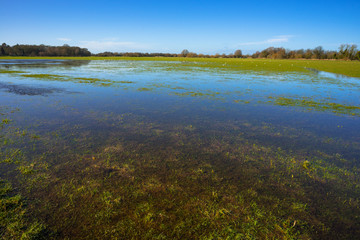 Fototapeta na wymiar Flooded meadow linking Houghton and Hemingford Abbots villages, Cambridgeshire, England, UK.