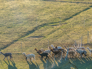 Alpaca Herde mit Jungtieren auf der Weide