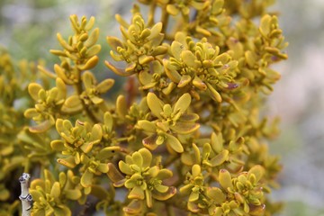 The hemiparasitic Bollean Mistletoe, Phoradendron Bolleanum, a Southern Mojave Desert native in Joshua Tree National Park, leeches nutrients and moisture from its host, California Juniper.