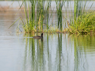 The Eurasian coot (Fulica atra), also known as the common coot, or Australian coot bird of the Rallidae family.