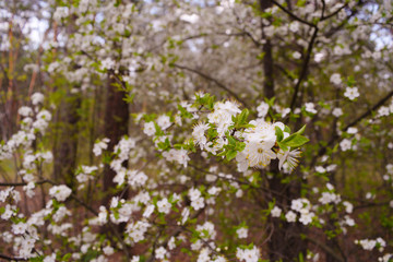 Many different white flowers in the forest. Spring.