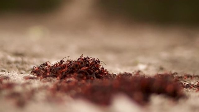 Hormigas rojas en manada