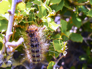 A hairy and colorful caterpillar gnawing a leaf on a tree