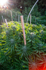Cannabis Outdoor Grow