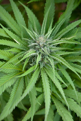 Naklejka na ściany i meble Close up cannabis bud