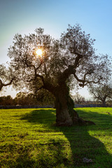 Obraz premium sole dietro una quercia in campagna al tramonto