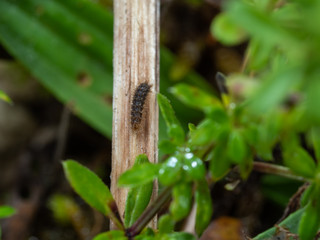 Glanville Fritillary (Melitaea cinxia ) Caterpillar.  Instar.