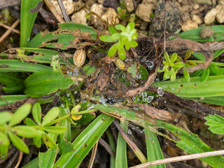 Glanville Fritillary (Melitaea cinxia ) Caterpillar.  Instar.