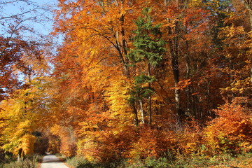 Obraz premium Herbstwald