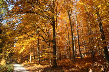 Fototapeta premium Herbstwald